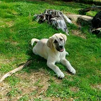 AKC- CHLOE, a female Anatolian Shepherd Dog for sale in Yellville, AR – 1 of 10