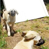 AKC Gretel , a female Anatolian Shepherd Dog for sale in Yellville, AR – 4 of 10