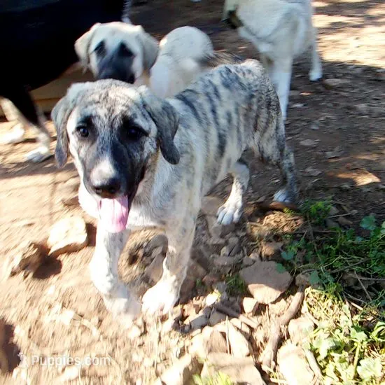 AKC- CIAO – Anatolian Shepherd Dog puppy for sale in Yellville, AR