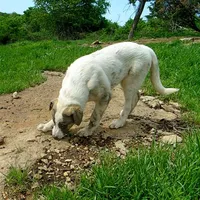 AKC- MIKEALA, a female Anatolian Shepherd Dog for sale in Yellville, AR – 4 of 10