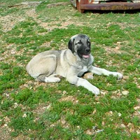 AKC- ANGEL, a female Anatolian Shepherd Dog for sale in Yellville, AR – 6 of 10