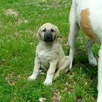 AKC- GOLDIE, a female Anatolian Shepherd Dog for sale in Yellville, AR – 7 of 10