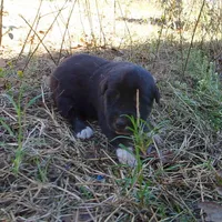 AKC- GRETL, a female Anatolian Shepherd Dog for sale in Yellville, AR – 5 of 6