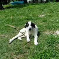 AKC- OREO, a female Anatolian Shepherd Dog for sale in Yellville, AR – Photo 8 of 9
