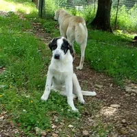 AKC- OREO, a female Anatolian Shepherd Dog for sale in Yellville, AR – Photo 1 of 9