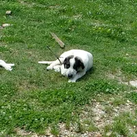 AKC- OREO, a female Anatolian Shepherd Dog for sale in Yellville, AR – Photo 7 of 9