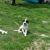 AKC- OREO, a female Anatolian Shepherd Dog for sale in Yellville, AR – Photo 6 of 9