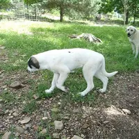 AKC- OREO, a female Anatolian Shepherd Dog for sale in Yellville, AR – Photo 4 of 9