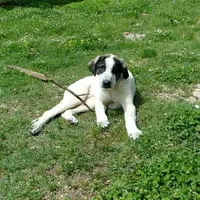 AKC- OREO, a female Anatolian Shepherd Dog for sale in Yellville, AR – Photo 9 of 9
