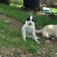 AKC- OREO, a female Anatolian Shepherd Dog for sale in Yellville, AR – Photo 2 of 9