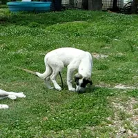 AKC- OREO, a female Anatolian Shepherd Dog for sale in Yellville, AR – Photo 5 of 9