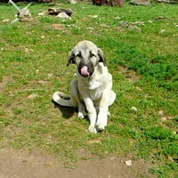 AKC- ANALEE, a female Anatolian Shepherd Dog for sale in Yellville, AR – 2 of 10