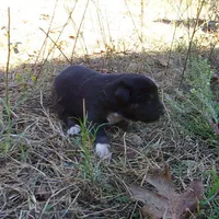 AKC- GRETL, a female Anatolian Shepherd Dog for sale in Yellville, AR – 4 of 6
