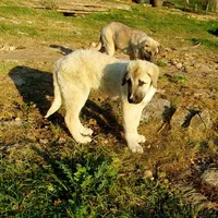 AKC - Apolo, a male Anatolian Shepherd Dog for sale in Yellville, AR – 7 of 10