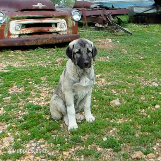 AKC- ANGEL – Anatolian Shepherd Dog puppy for sale in Yellville, AR