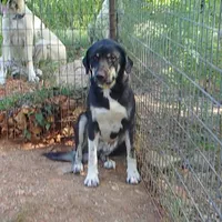 AKC- OMEGA, a female Anatolian Shepherd Dog for sale in Yellville, AR – 4 of 10