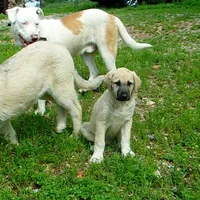 AKC- GOLDIE, a female Anatolian Shepherd Dog for sale in Yellville, AR – 6 of 10