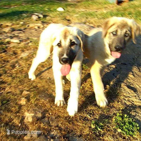 AKC - Apolo – Anatolian Shepherd Dog puppy for sale in Yellville, AR