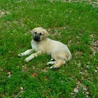 AKC- GOLDIE, a female Anatolian Shepherd Dog for sale in Yellville, AR – 5 of 10