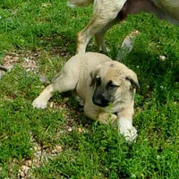 AKC- JESSE, a male Anatolian Shepherd Dog for sale in Yellville, AR – 3 of 10