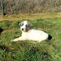 AKC- MIKEALA, a female Anatolian Shepherd Dog for sale in Yellville, AR – Photo 8 of 10