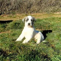 AKC- MIKEALA, a female Anatolian Shepherd Dog for sale in Yellville, AR – Photo 10 of 10