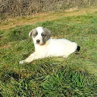 AKC- MIKEALA, a female Anatolian Shepherd Dog for sale in Yellville, AR – Photo 2 of 10