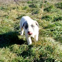 AKC- MIKEALA, a female Anatolian Shepherd Dog for sale in Yellville, AR – Photo 7 of 10