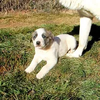 AKC- MIKEALA, a female Anatolian Shepherd Dog for sale in Yellville, AR – Photo 3 of 10