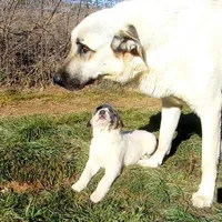 AKC- MIKEALA, a female Anatolian Shepherd Dog for sale in Yellville, AR – Photo 5 of 10