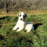 AKC- MIKEALA, a female Anatolian Shepherd Dog for sale in Yellville, AR – Photo 1 of 10