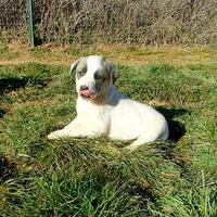 AKC- MIKEALA, a female Anatolian Shepherd Dog for sale in Yellville, AR – Photo 9 of 10