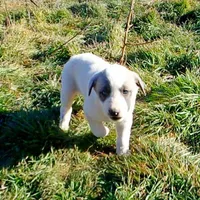 AKC- MIKEALA, a female Anatolian Shepherd Dog for sale in Yellville, AR – Photo 6 of 10