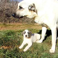 AKC- MIKEALA, a female Anatolian Shepherd Dog for sale in Yellville, AR – Photo 4 of 10
