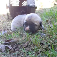 AKC- BARON, a male Anatolian Shepherd Dog for sale in Yellville, AR – 4 of 8