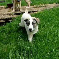 AKC- MIKAELA, a female Anatolian Shepherd Dog for sale in Yellville, AR – 7 of 10