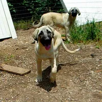 AKC - FERN, a female Anatolian Shepherd Dog for sale in Yellville, AR – 2 of 9