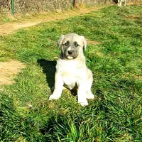 AKC- CHLOE, a female Anatolian Shepherd Dog for sale in Yellville, AR – Photo 4 of 10