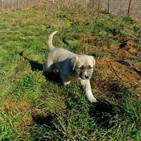 AKC- CHLOE, a female Anatolian Shepherd Dog for sale in Yellville, AR – Photo 9 of 10