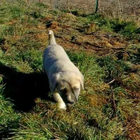 AKC- CHLOE, a female Anatolian Shepherd Dog for sale in Yellville, AR – Photo 10 of 10