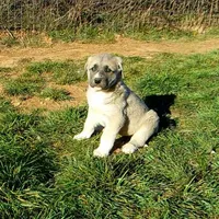 AKC- CHLOE, a female Anatolian Shepherd Dog for sale in Yellville, AR – Photo 5 of 10