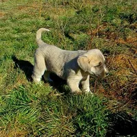 AKC- CHLOE, a female Anatolian Shepherd Dog for sale in Yellville, AR – Photo 8 of 10