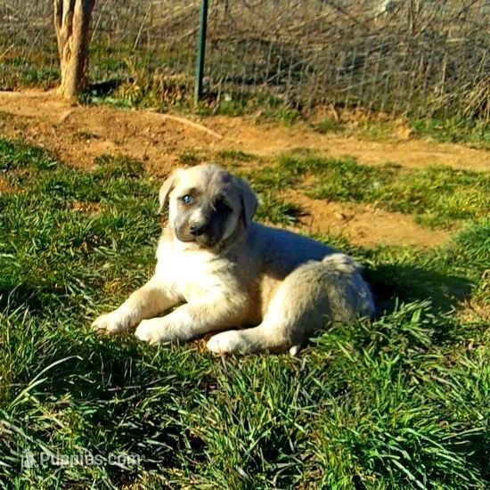 AKC- CHLOE – Anatolian Shepherd Dog puppy for sale in Yellville, AR