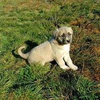 AKC- CHLOE, a female Anatolian Shepherd Dog for sale in Yellville, AR – Photo 7 of 10