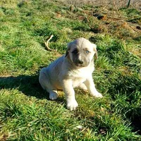 AKC- CHLOE, a female Anatolian Shepherd Dog for sale in Yellville, AR – Photo 2 of 10