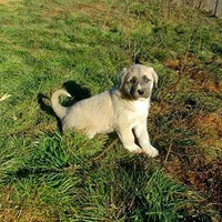 AKC- CHLOE, a female Anatolian Shepherd Dog for sale in Yellville, AR – Photo 6 of 10