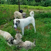 AKC- MIKAELA, a female Anatolian Shepherd Dog for sale in Yellville, AR – 3 of 10