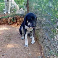 AKC- OMEGA, a female Anatolian Shepherd Dog for sale in Yellville, AR – 9 of 10