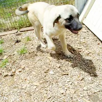 AKC Gretel , a female Anatolian Shepherd Dog for sale in Yellville, AR – 10 of 10