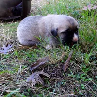 AKC- BARON, a male Anatolian Shepherd Dog for sale in Yellville, AR – 3 of 8